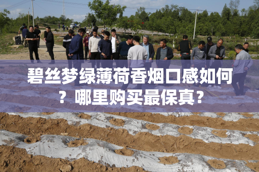 碧丝梦绿薄荷香烟口感如何？哪里购买最保真？